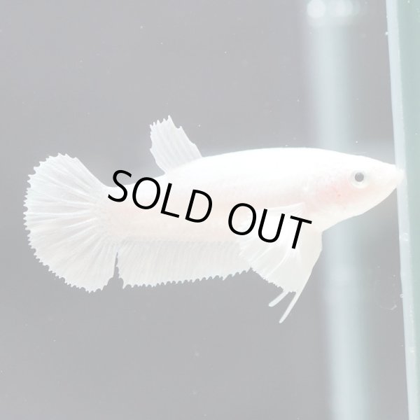 画像1: HMPK プラチナホワイト ダンボ♀ (1)