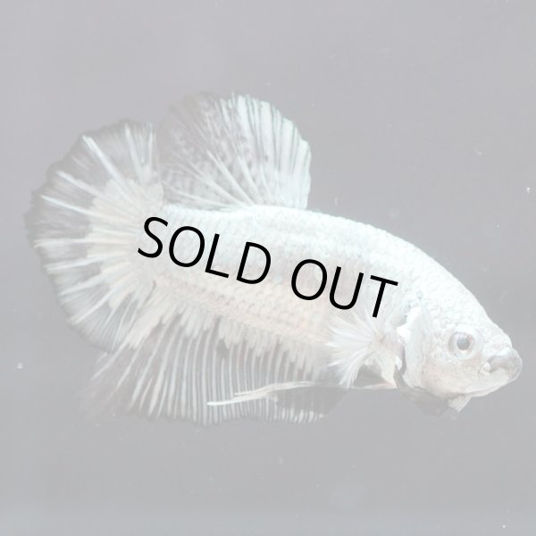 画像3: HMPK プラチナブラックドラゴン (3)