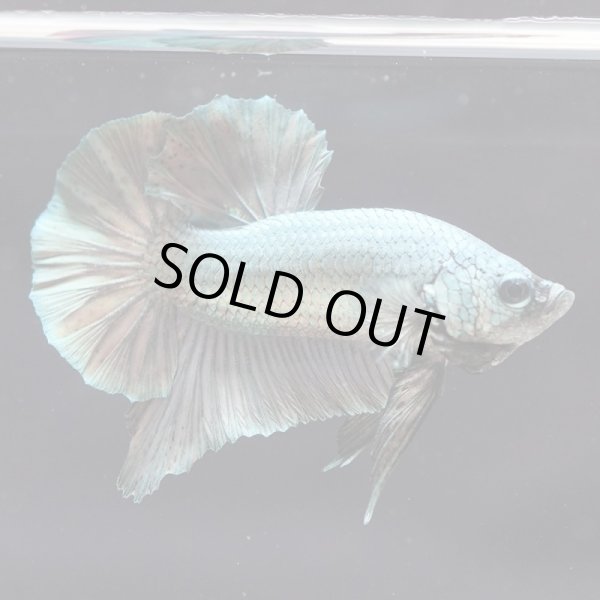 画像6: HMPK カッパー (6)