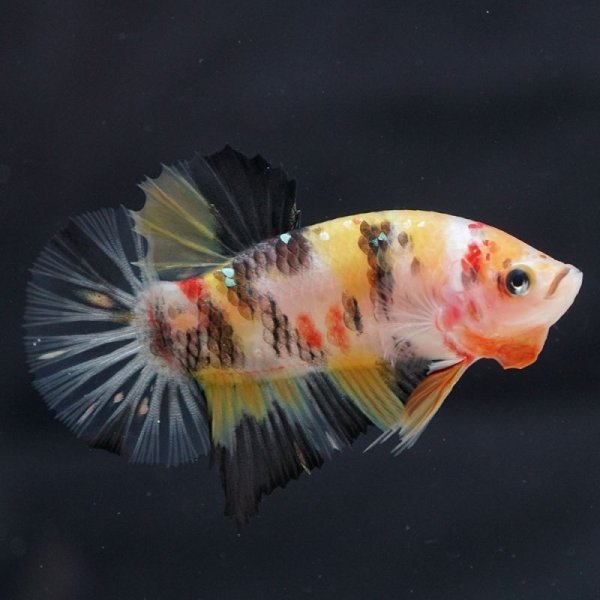 画像5: HMPK 鯉イエロー (5)