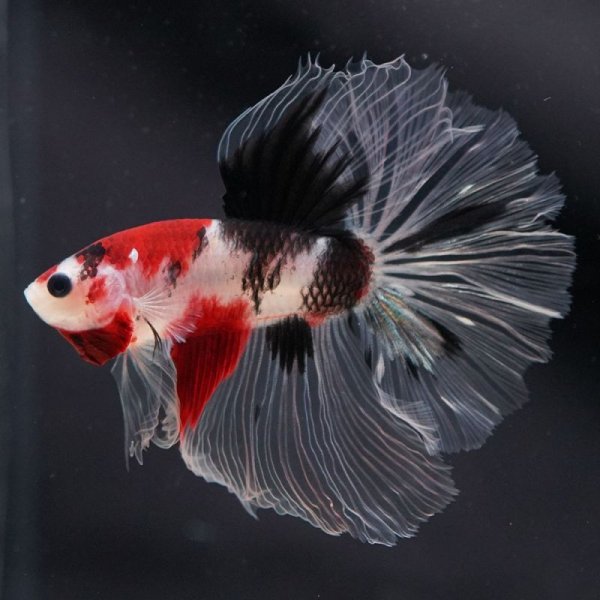 画像10: HM ファンシークリア (10)