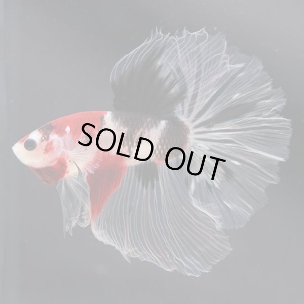 画像10: HM　ファンシークリア (10)