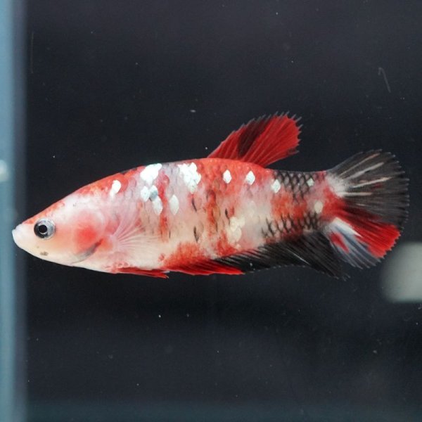 画像2: HMPK 鯉ギャラクシー ♀ (2)