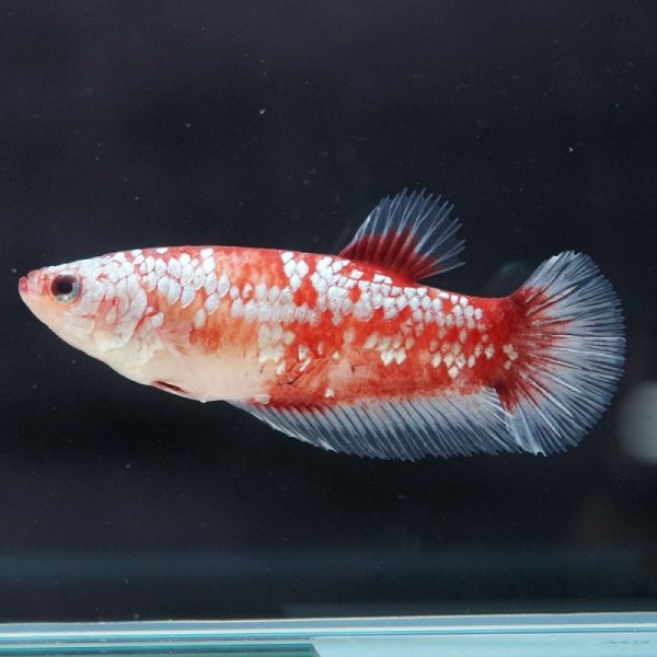 画像3: HMPK 鯉ギャラクシー ♀ (3)