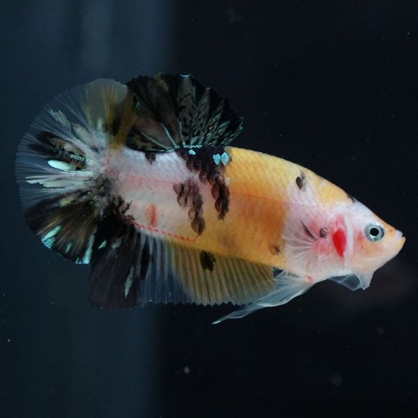 画像4: HMPK 鯉イエロー (4)