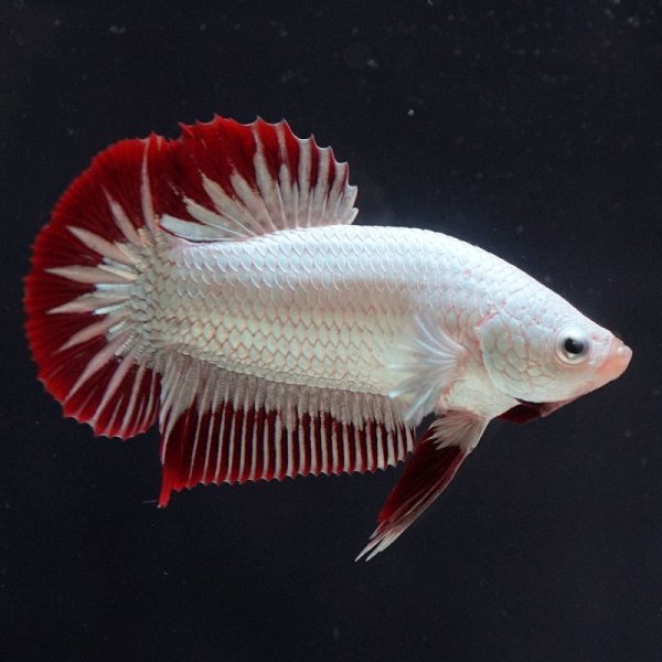 画像5: HMPK プラチナレッドドラゴン スノー 上物 (5)