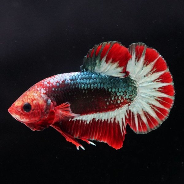 画像10: HMPK ヘルボーイ 上物 (10)