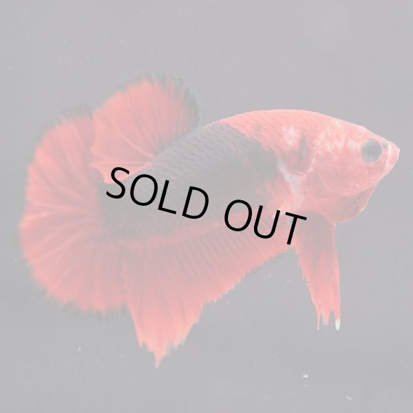 画像4: HM'PK レッドデビル (4)