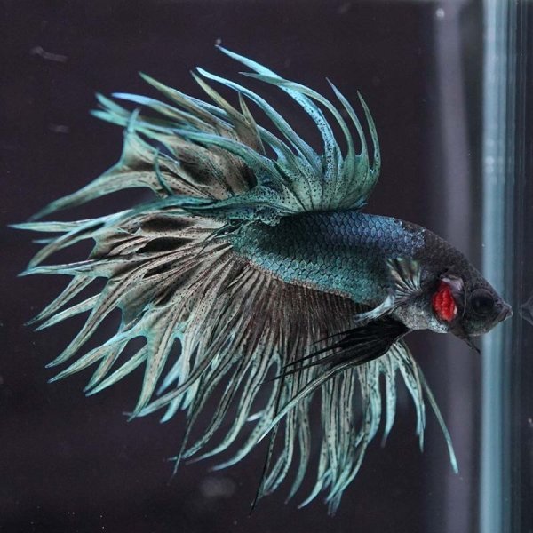 画像6: CT キングクラウン カッパー 上物 (6)