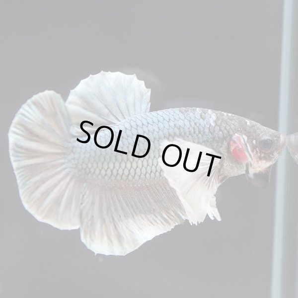 画像3: HMPK ダンボMixカラー (3)