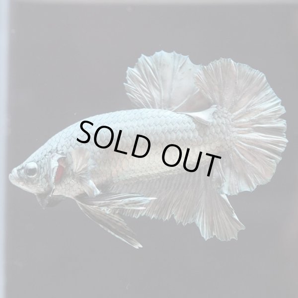 画像5: HMPK カッパー (5)