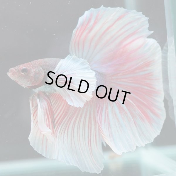 画像11: HM　ダンボ (11)