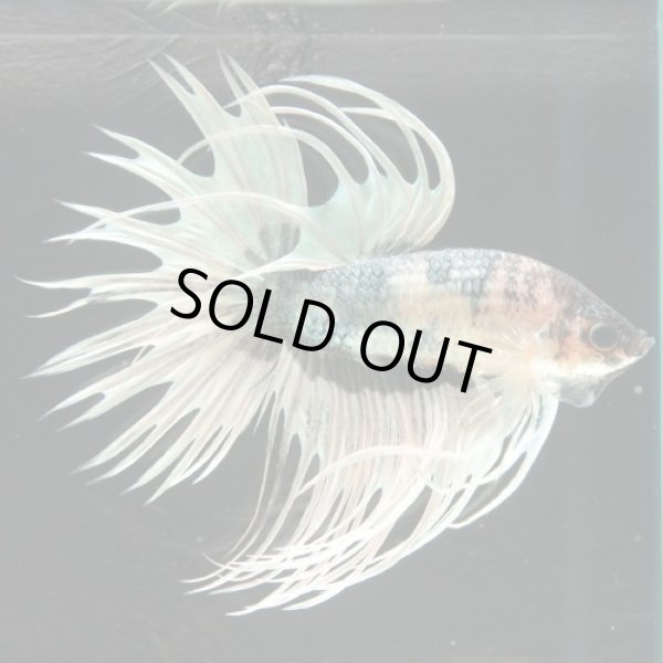 画像3: CT ホワイトカッパーマーブル (3)