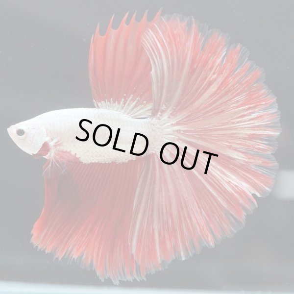 画像8: HM ドラゴンカッパー系 上物 (8)