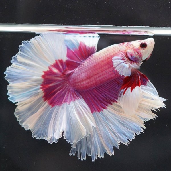 画像9: HM ラベンダー系 (9)