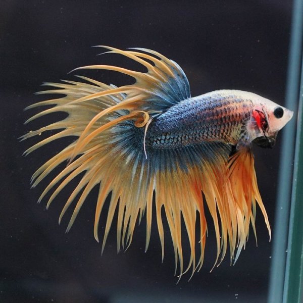 画像2: CT イエローブルー (2)