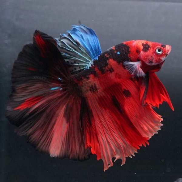 画像9: HM キャンディ/キャンディギャラクシー (9)