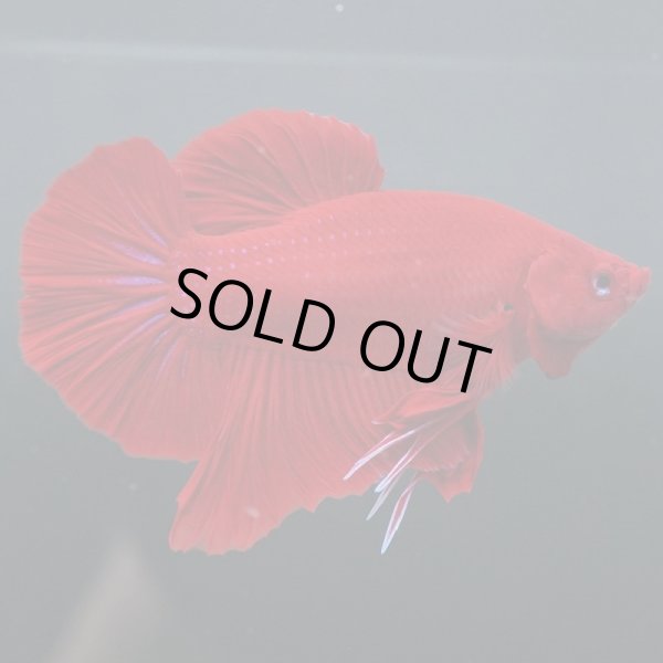 画像2: HMPK レッド (2)