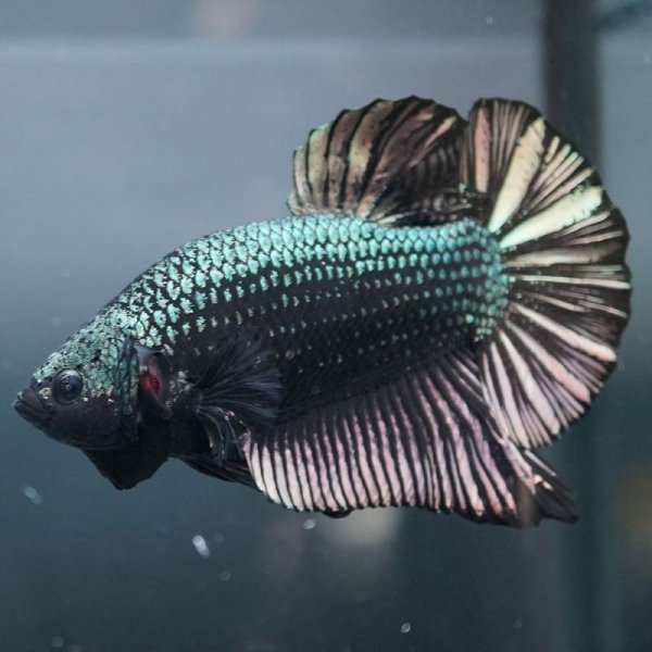 画像2: GHMPK カッパー (2)