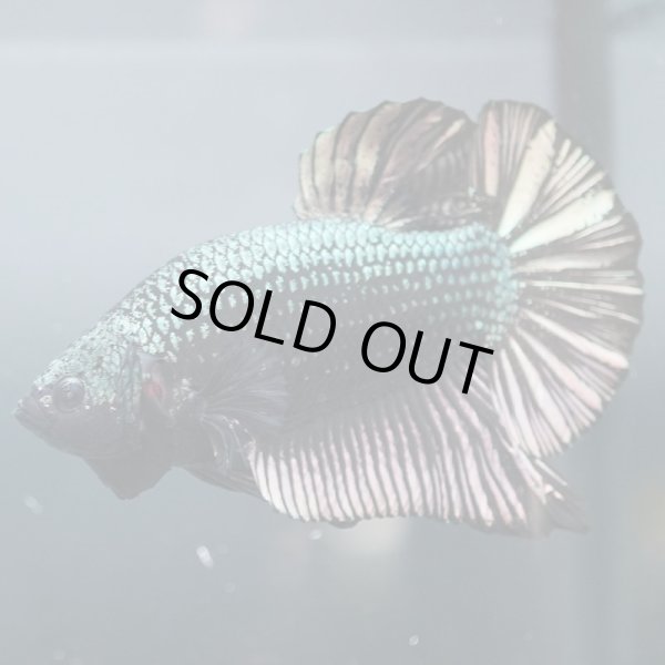 画像2: GHMPK　カッパー (2)