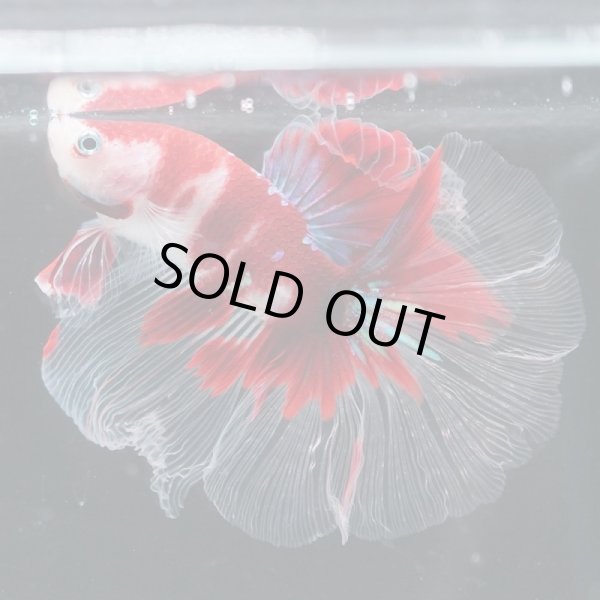 画像4: HM 鯉・鯉ギャラクシー (4)
