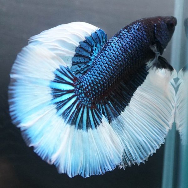 画像3: HM ブルーバタフライ上物 (3)