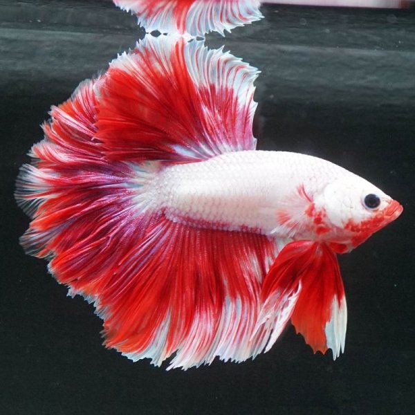 画像8: HM ラベンダー系 (8)