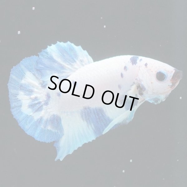 画像5: HMPK ホワイトブルーマーブル (5)