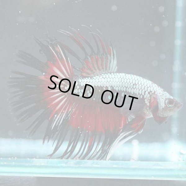 画像2: CT ブラックレッドドラゴン 上物 (2)