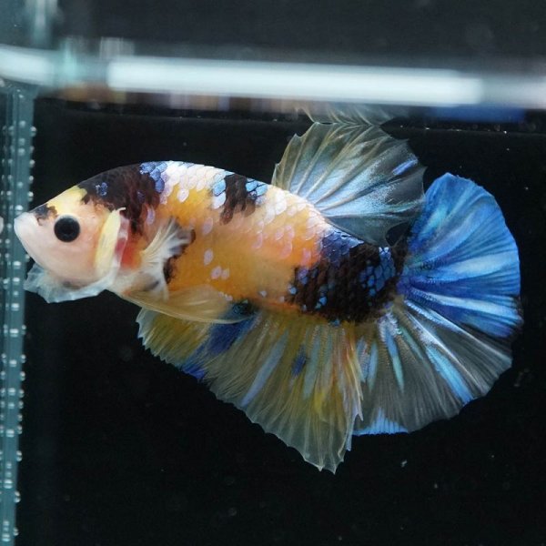 画像4: HMPK イエロータイガーギャラクシー (4)