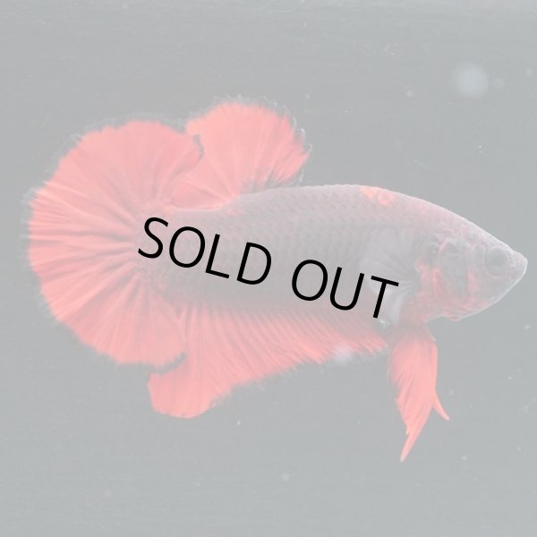 画像3: HM'PK レッドデビル (3)