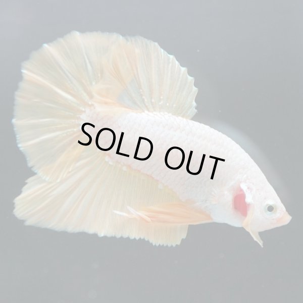 画像4: HMPK プラチナイエロードラゴン (4)