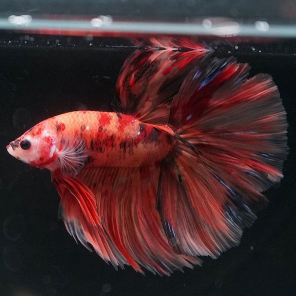 画像8: HM キャンディ/キャンディギャラクシー (8)