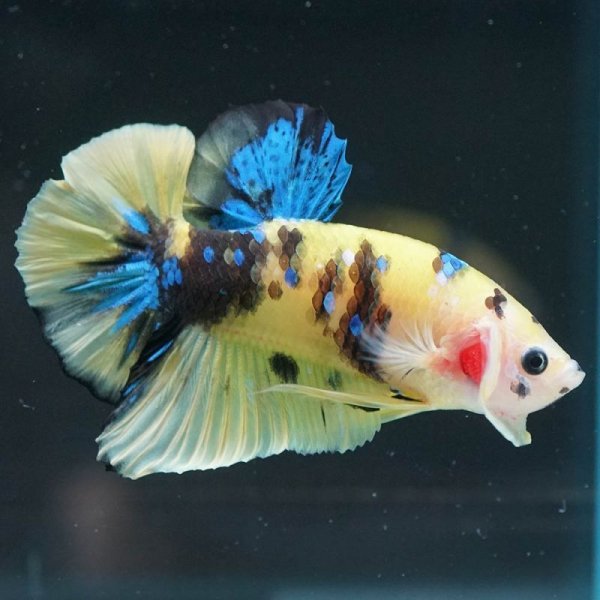 画像3: HMPK イエロータイガーギャラクシー (3)