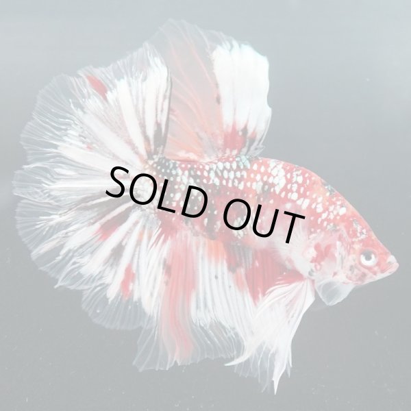 画像3: HM　ジャイアント　キャンディ (3)