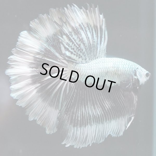 画像7: HM ドラゴンカッパー系 上物 (7)