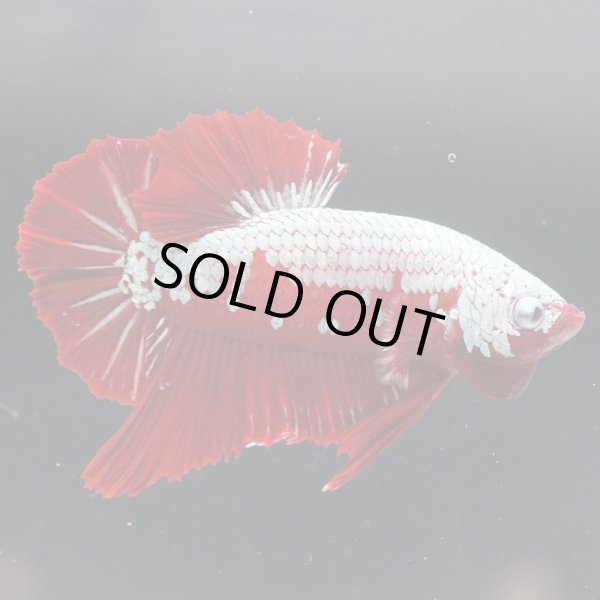 画像7: HMPK プラチナレッドサムライ (7)