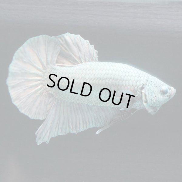 画像4: HMPK カッパー (4)