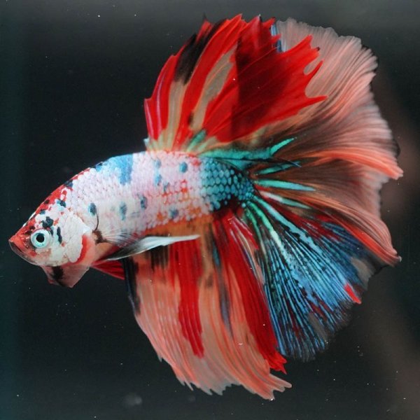 画像13: HM ローズテール (13)