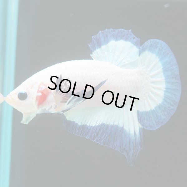 画像6: HMPK　ブルーリム (6)