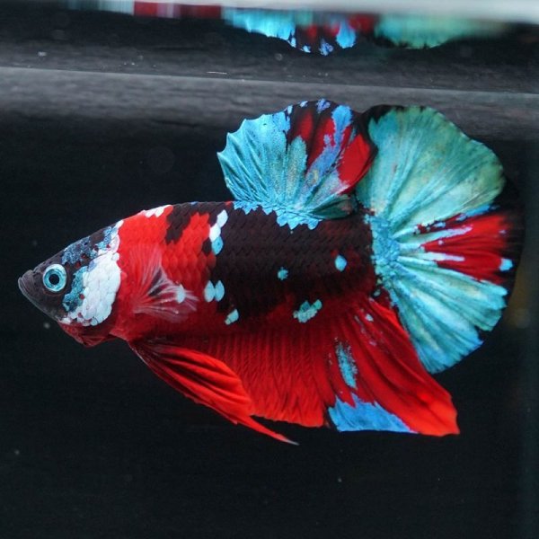 画像4: HMPK 鯉ギャラクシー (4)