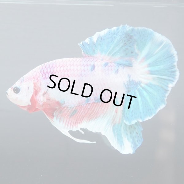 画像2: GHMPK ファンシーマーブル (2)