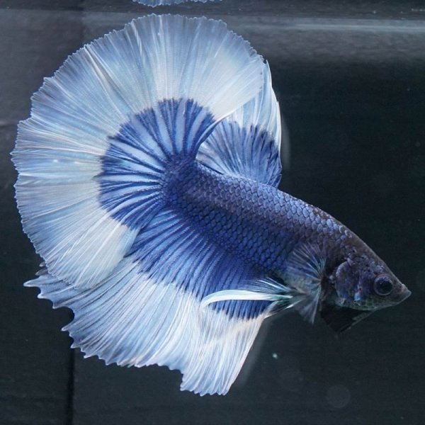 画像2: HM ブルーバタフライ上物 (2)