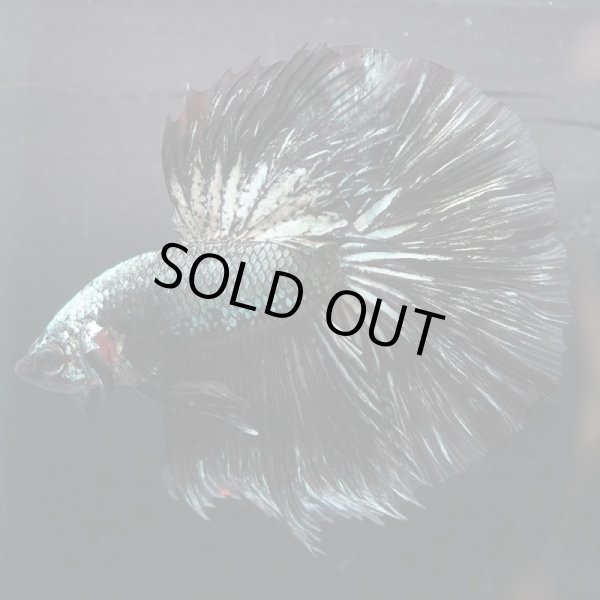 画像6: HM ドラゴンカッパー系 上物 (6)