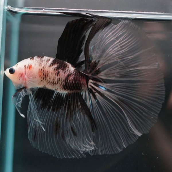 画像3: HM ファンシークリア (3)