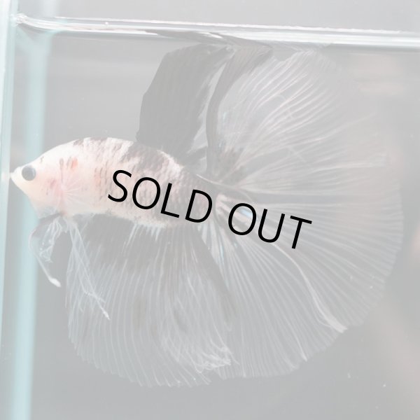 画像3: HM　ファンシークリア (3)