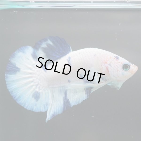 画像4: HMPK ホワイトブルーマーブル (4)