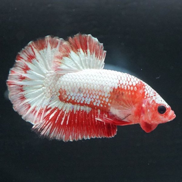 画像5: HMPK ヘルボーイ ホワイトスケール上物 (5)