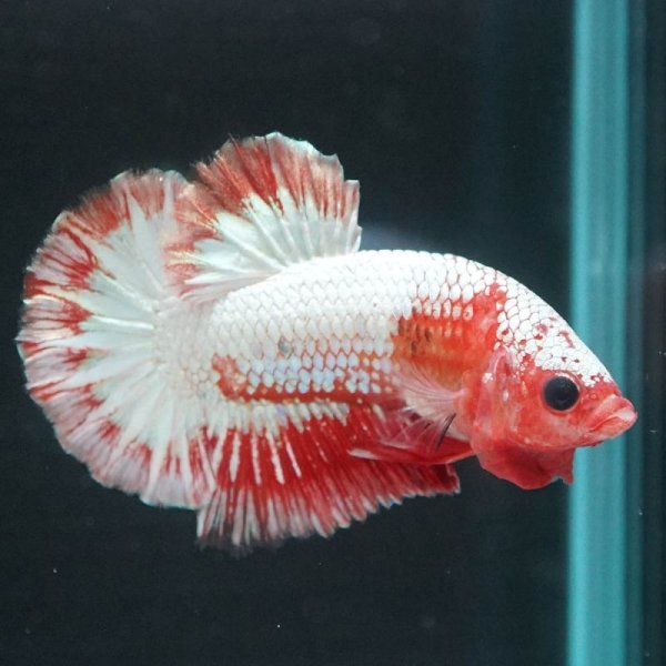 画像3: HMPK オレンジファンシー (3)