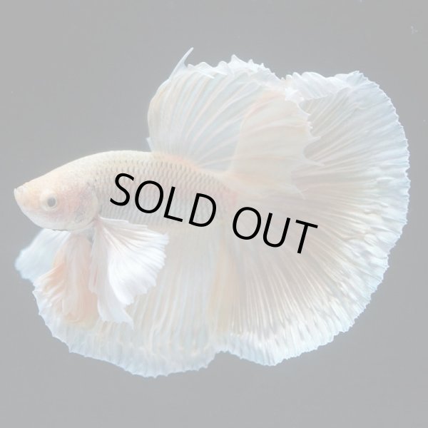 画像10: HM　ダンボ (10)